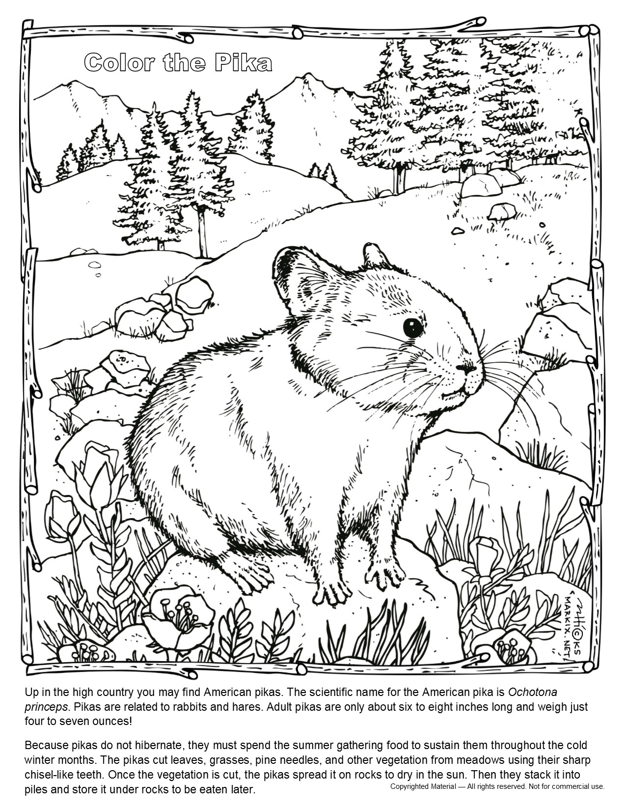 Pika coloring Page. Up in the mountains you may find American pikas. Pikas are related to rabbits and hares. Adult pikas are only about six to eight inches long and weigh just four to seven ounces!