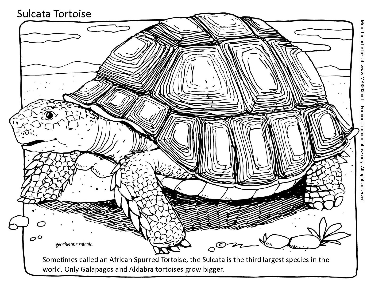 Tortoise Coloring Page. Sometimes called an African Spurred Tortoise, the Sulcata is the third largest species in the world. Only Galapagos and Aldabra tortoises grow bigger.