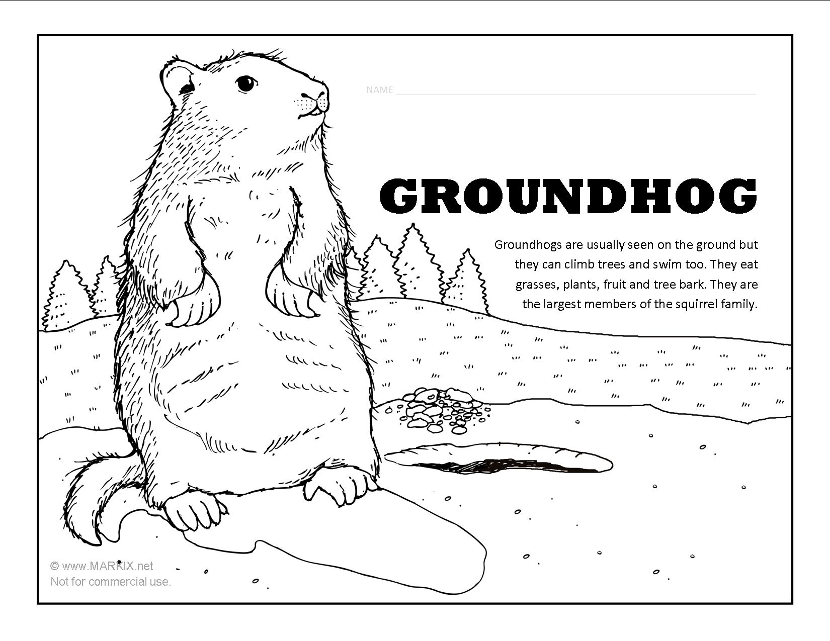 Groundhog coloring page