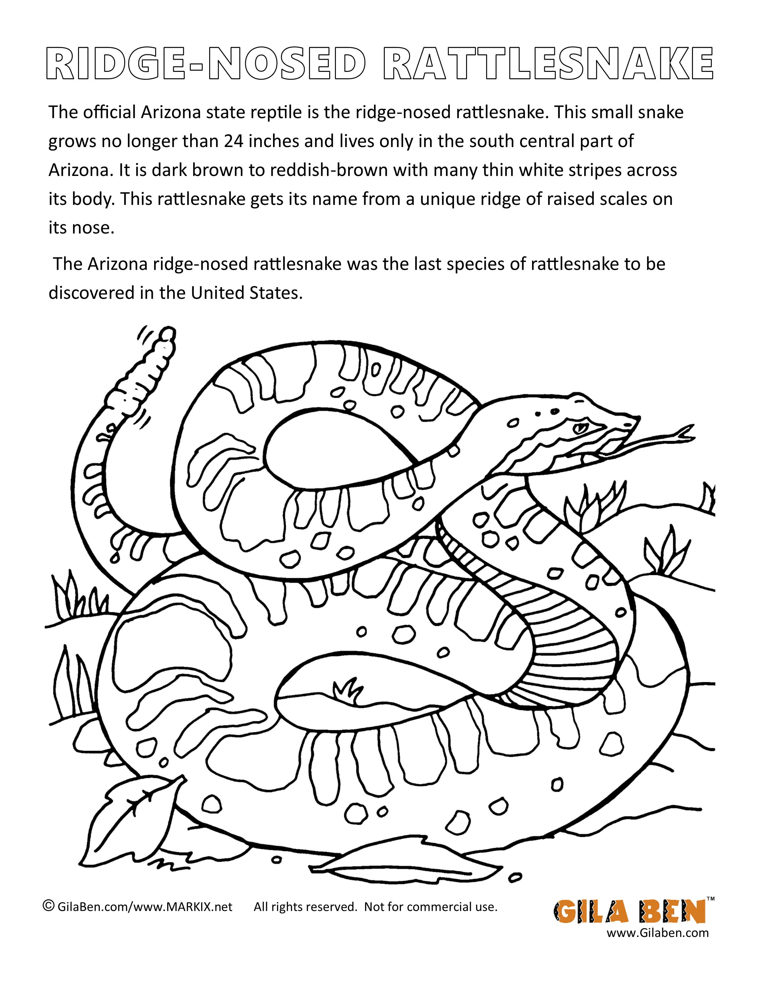 Ridge-nose Rattlesnake Coloring Page Printout