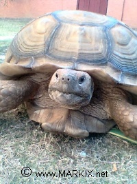 sulcata