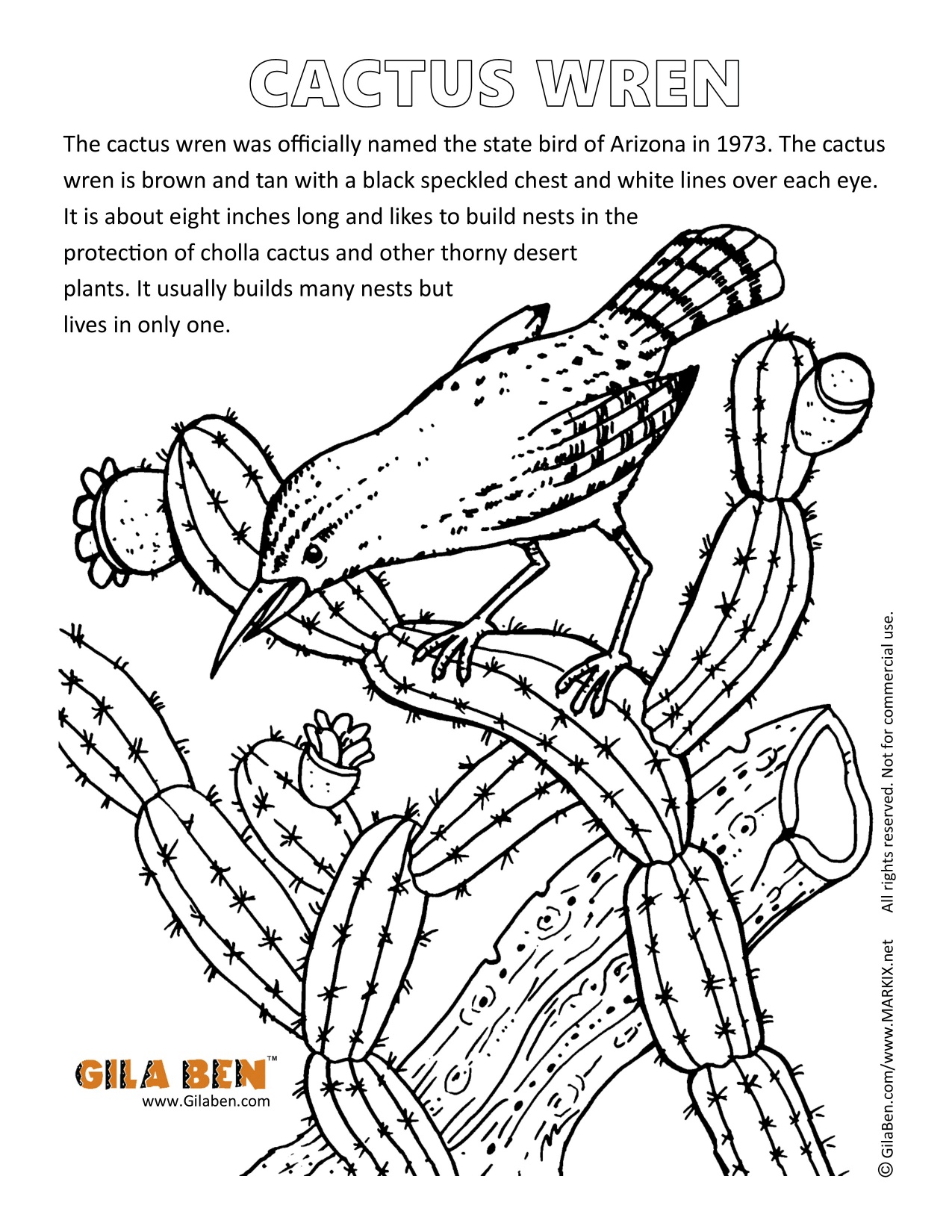 Cactus Wren Coloring Page Printout